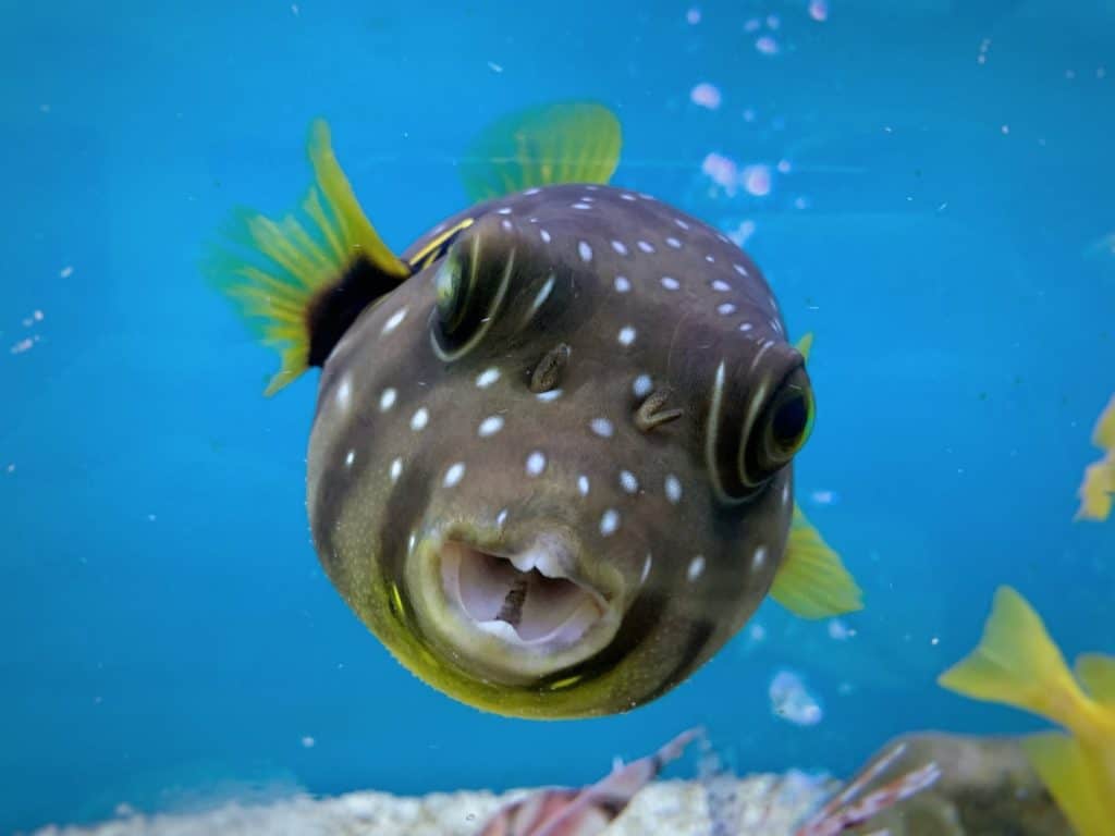 Pufferfish swimming in aquarium tank against with blue background.