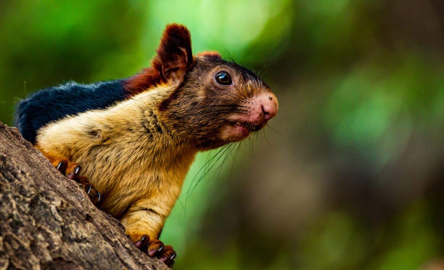 Close-up of Indian giant squirrel(Ratufa indica)