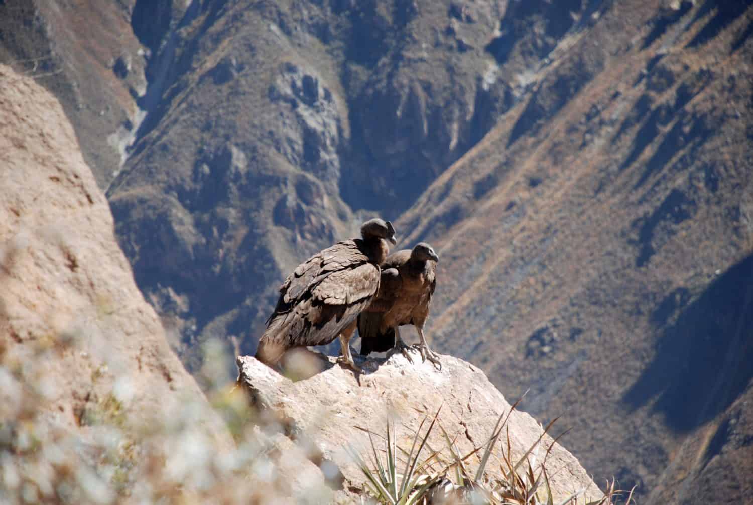 Couple of baby condors sitting on a rock