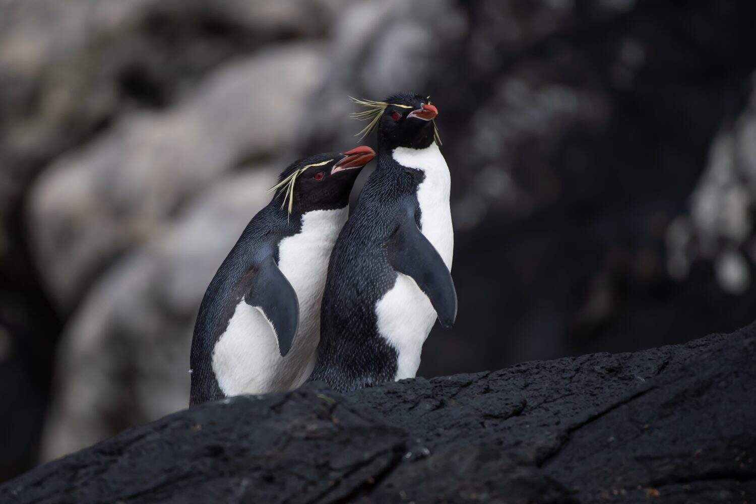 Eastern Rockhoppers are found on the sub-Antarctic islands of Auckland Macquarie, Antipodes, and Campbell. They are almost certainly soon to be designated a separate species.