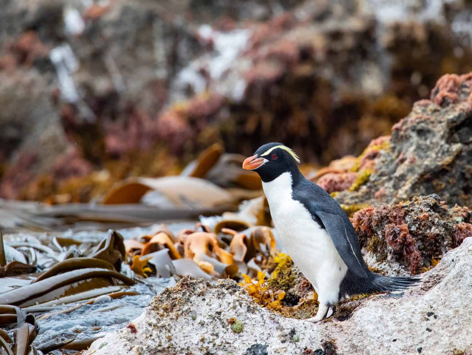 Adult Snares Penguin (Eudyptes robustus) standing on a rock at the water edge on The Snares, a subantarctic Island group south off New Zealand.