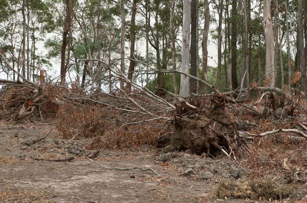 Unauthorised land-clearing at Woombah Woods Caravan Park - felled trees lie, in-front of others earmarked for removal - in dry schlerophyl Eucalypt forest, at Woombah, in northern NSW, Australia.