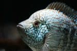 Neotropical cichlids