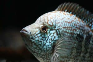 Green Texas Cichlid (Herichthys carpintis) 'Escondido'