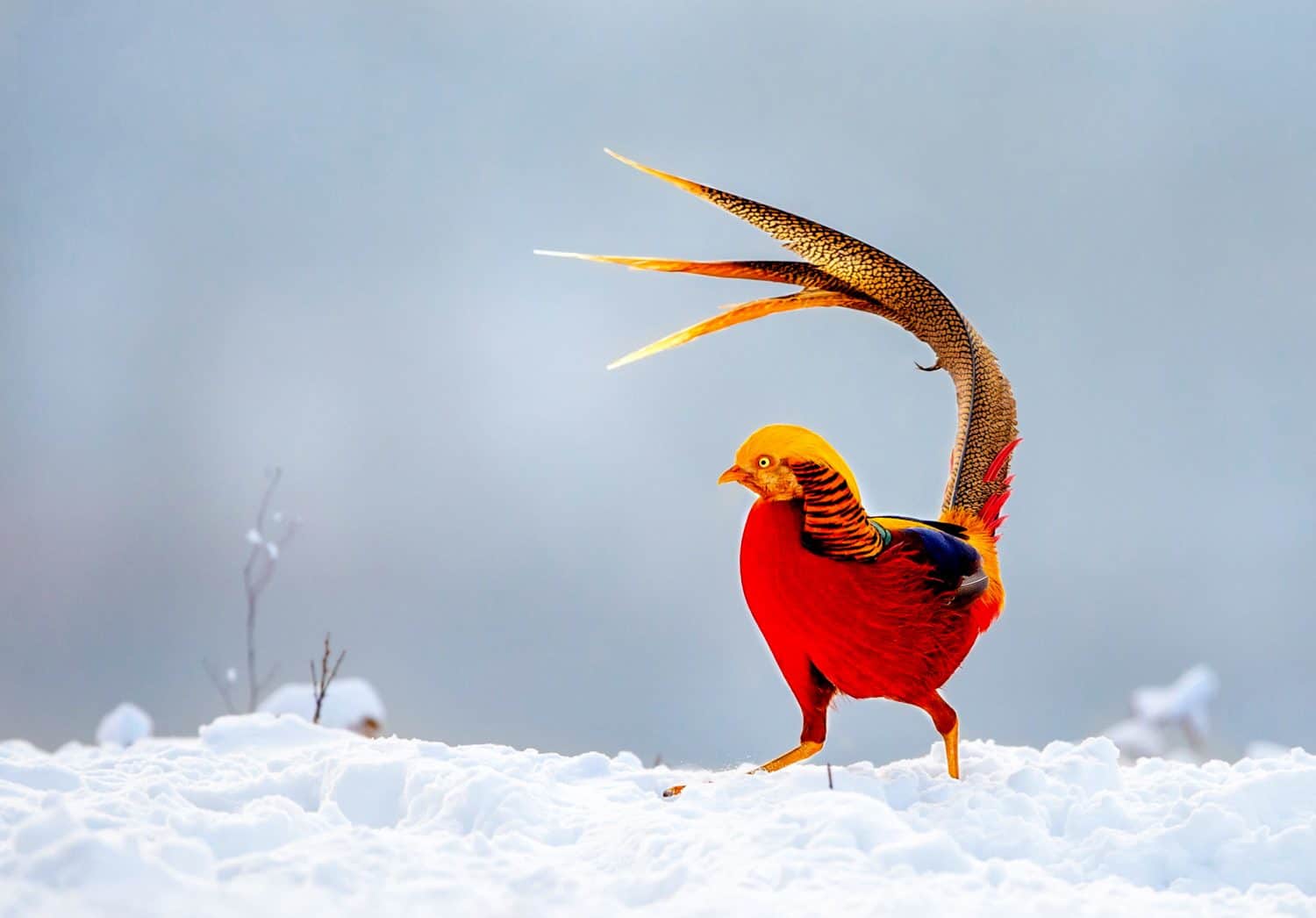 Golden Pheasant foraging in the woods