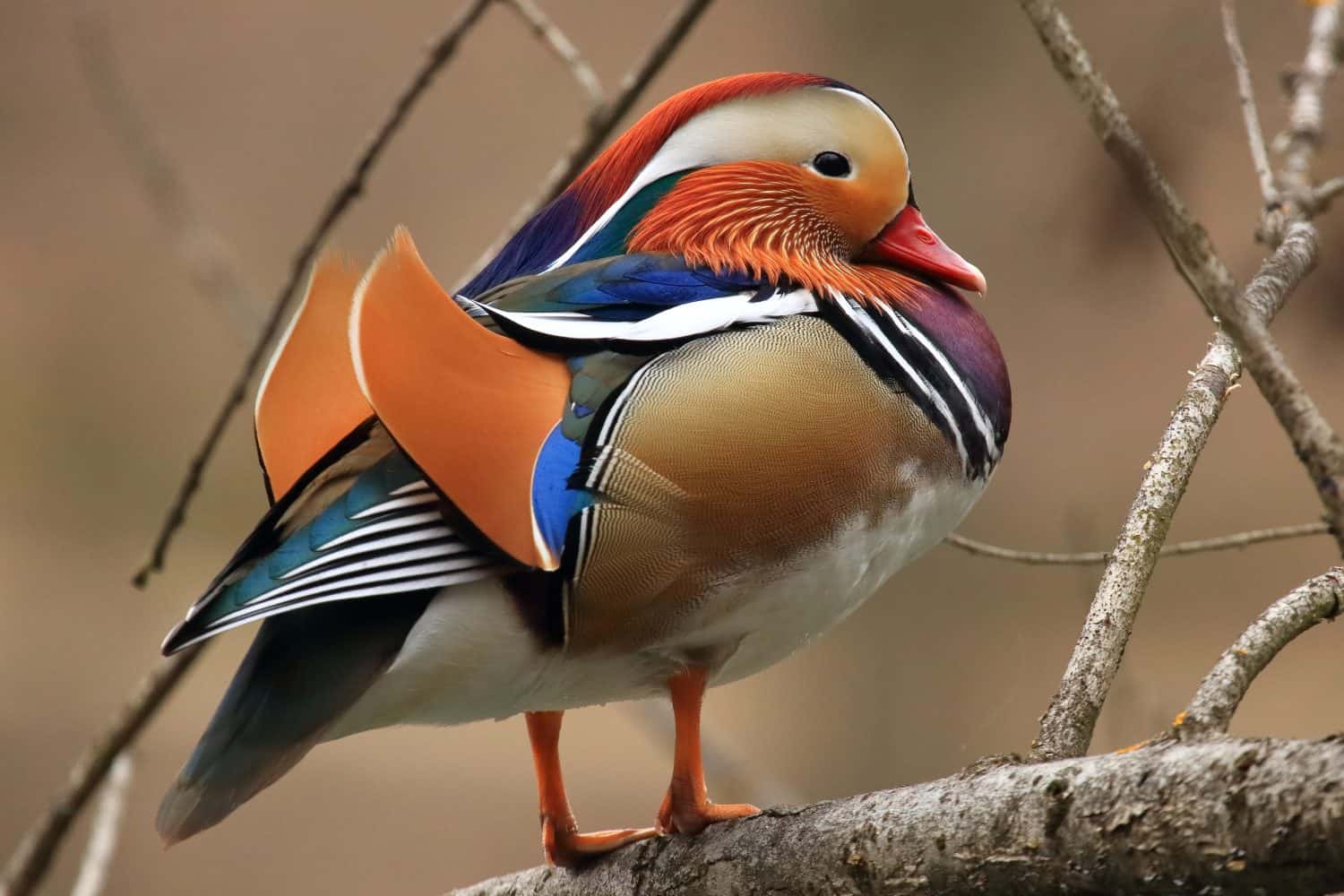 Mandarin duck male (Aix galericulata) on branch