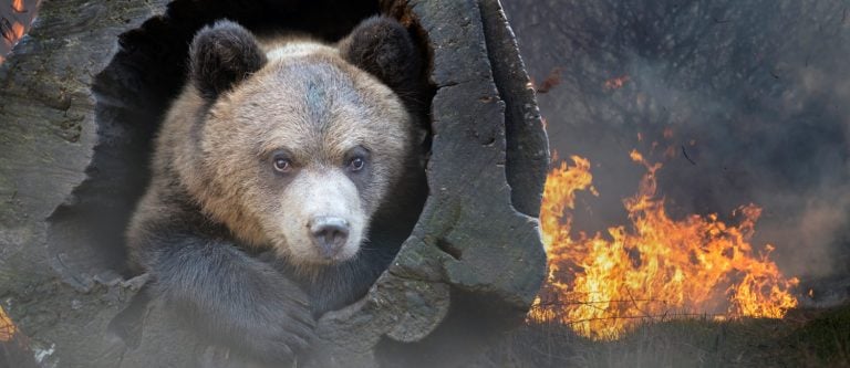 Bear on a background of burning forest. Wild animal in the midst of fire and smoke