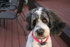 Saint Bernard and Poodle Mix with Floppy Ears
