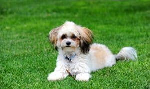 Shih Poo plays with a stick as she lays on the green grass outside. Her head is up and she is looking at the camera.