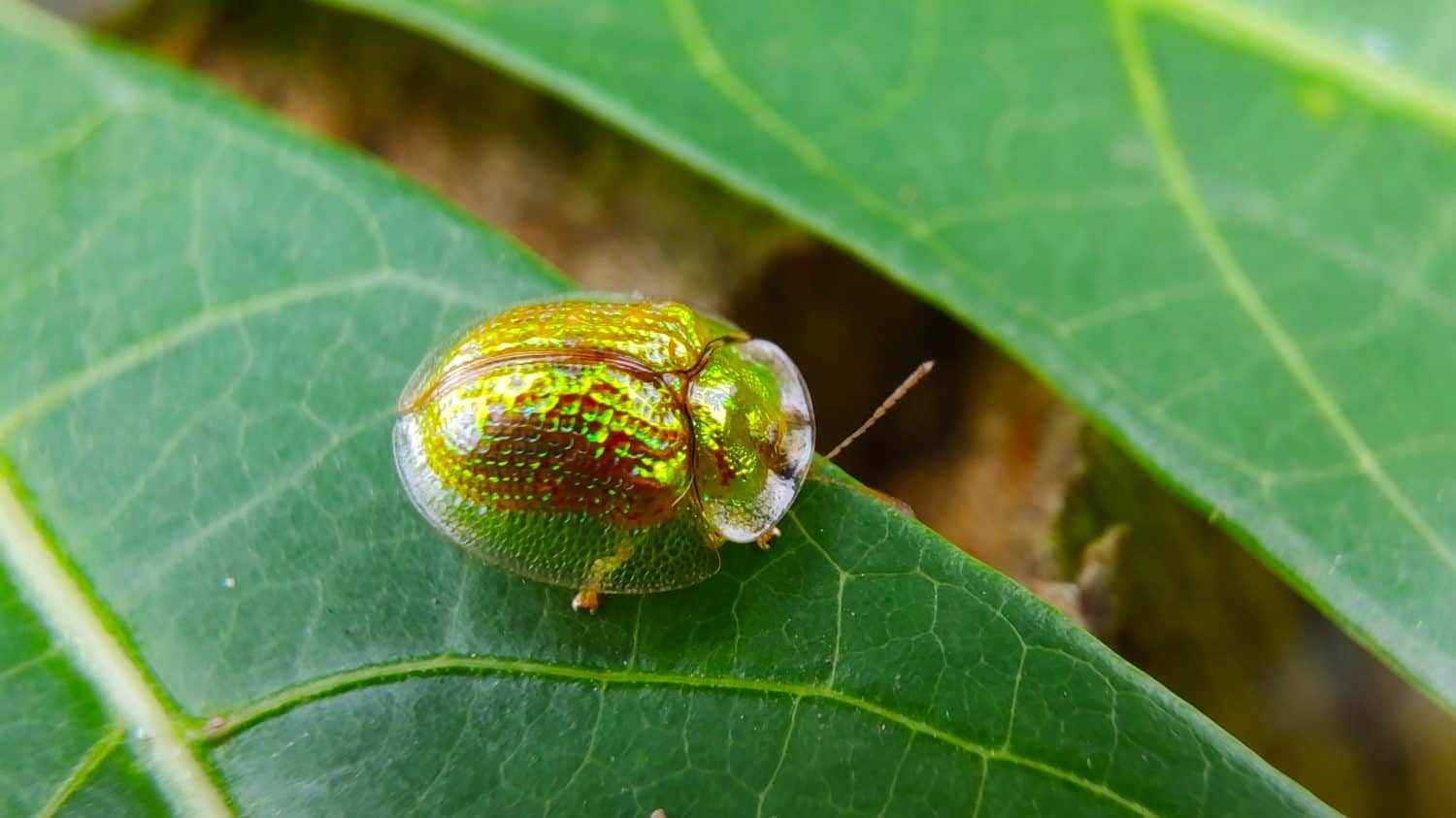 Photo of a Golden beetle on the leaf