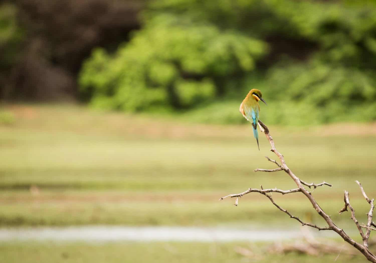 Green Bee Eater in point calimere