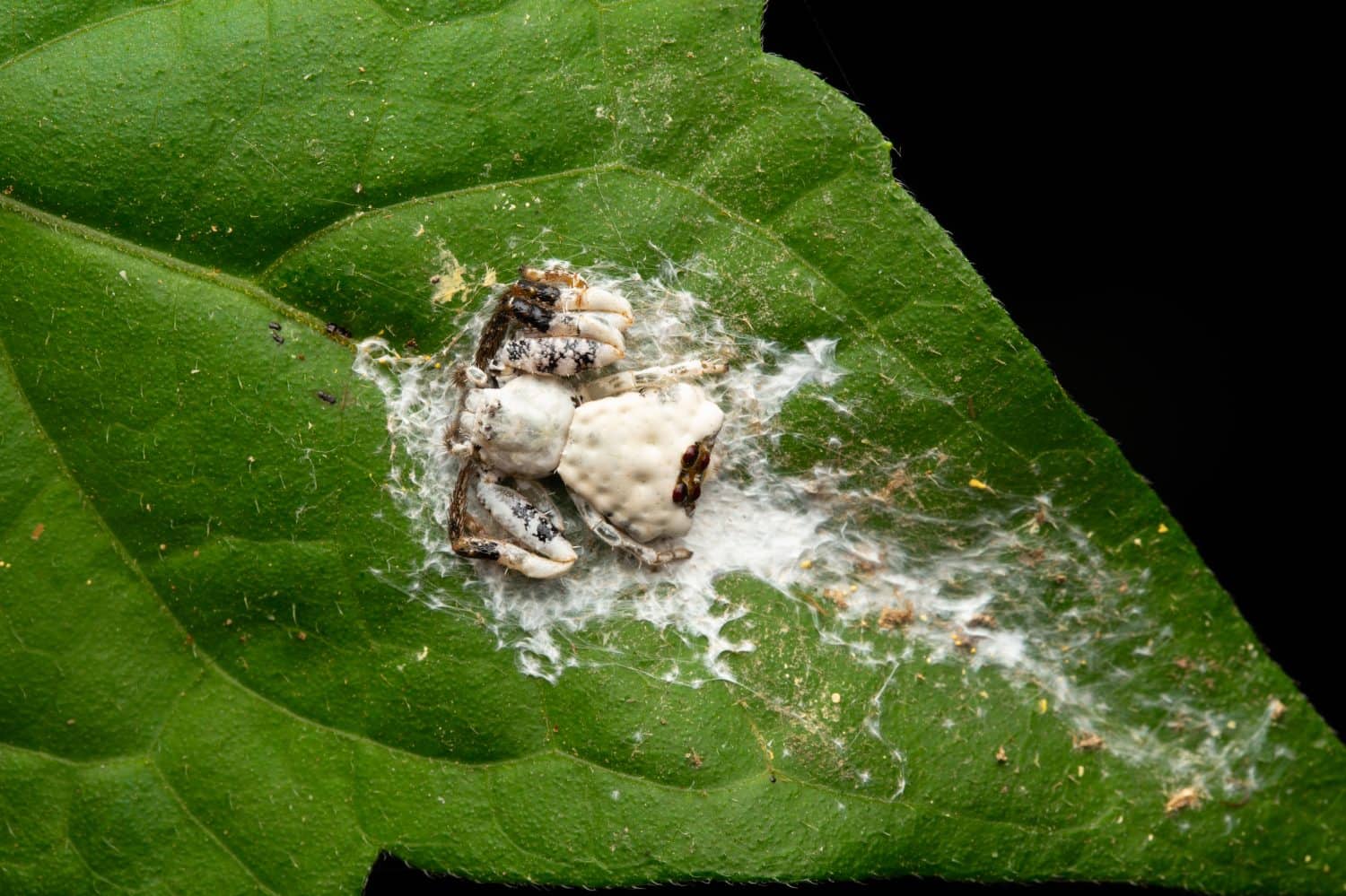 Macro Image of Bird dung crab spider on Green leaf.