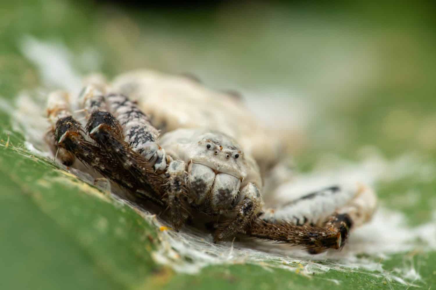 Macro Image of Bird dung crab spider on Green leaf.