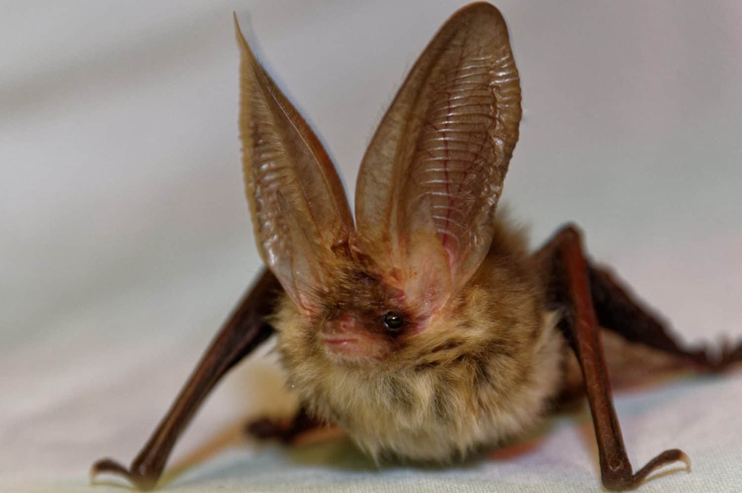 Long eared Bat (Plecotus auritus) Adult in care at wildlife rescue centre.