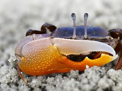 A Fiddler Crab
