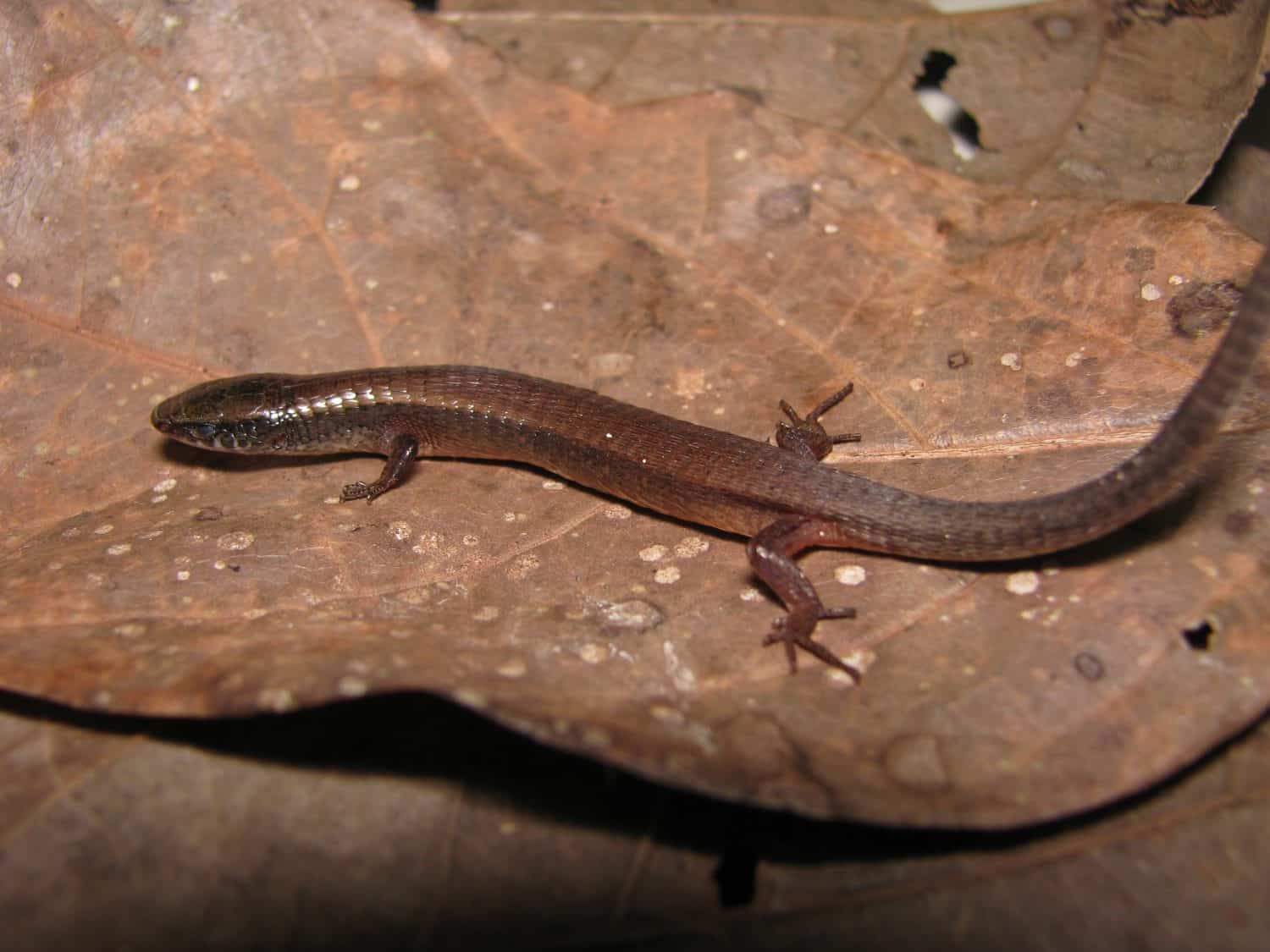 The brazilian little lizard of savannah