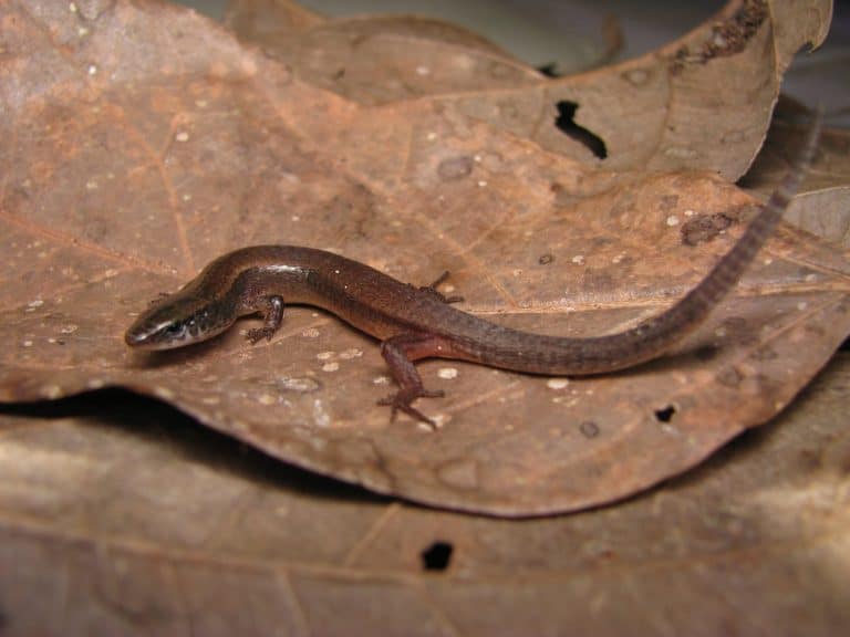 The brazilian little lizard of savannah