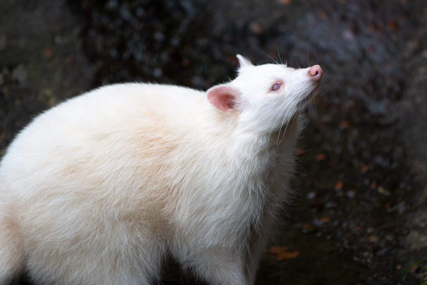 North American albino raccoon (in german Waschb&auml;r) Procyon lotor