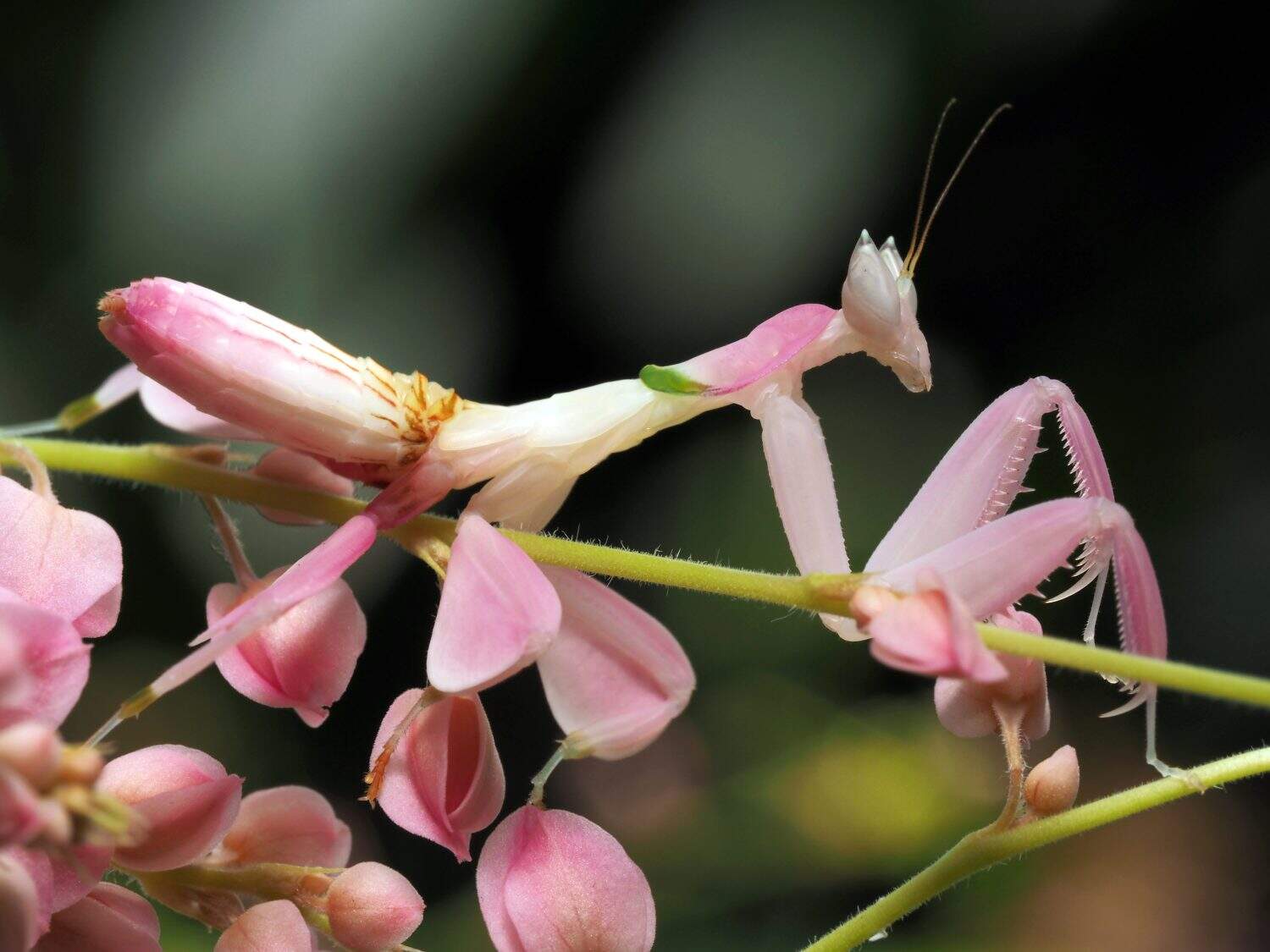 Flower Mantis, Walking Mantis, Orchid Mantis     