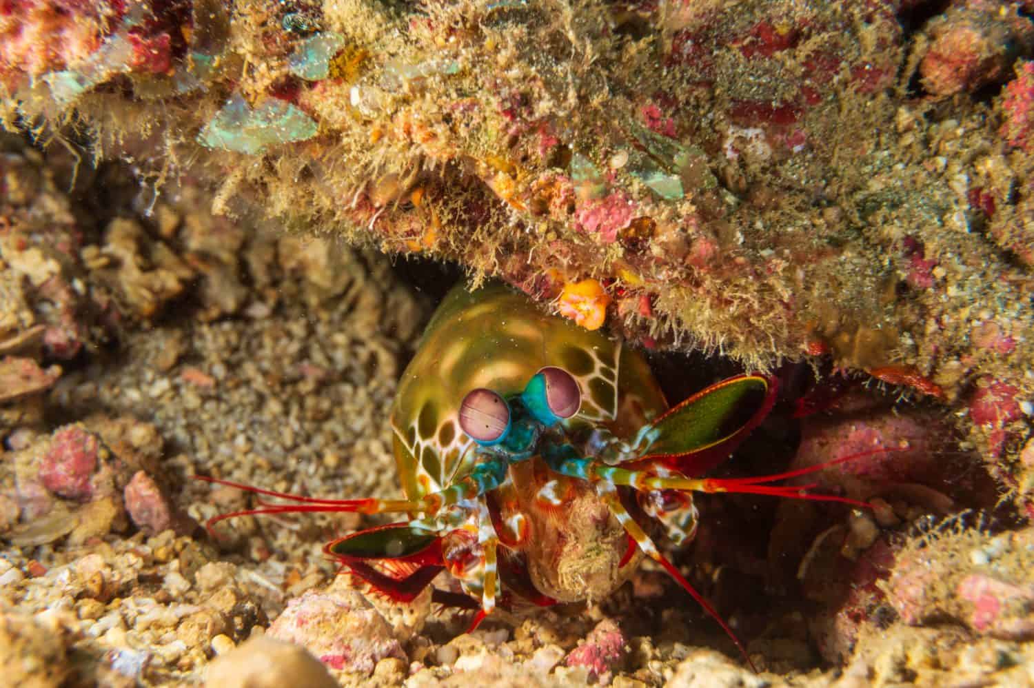Vibrant peacock mantis shrimp (Odontodactylus scyllarus), harlequin mantis shrimp, or rainbow mantis shrimp near Anilao, Batangas, Philippines. Underwater photography and sealife.