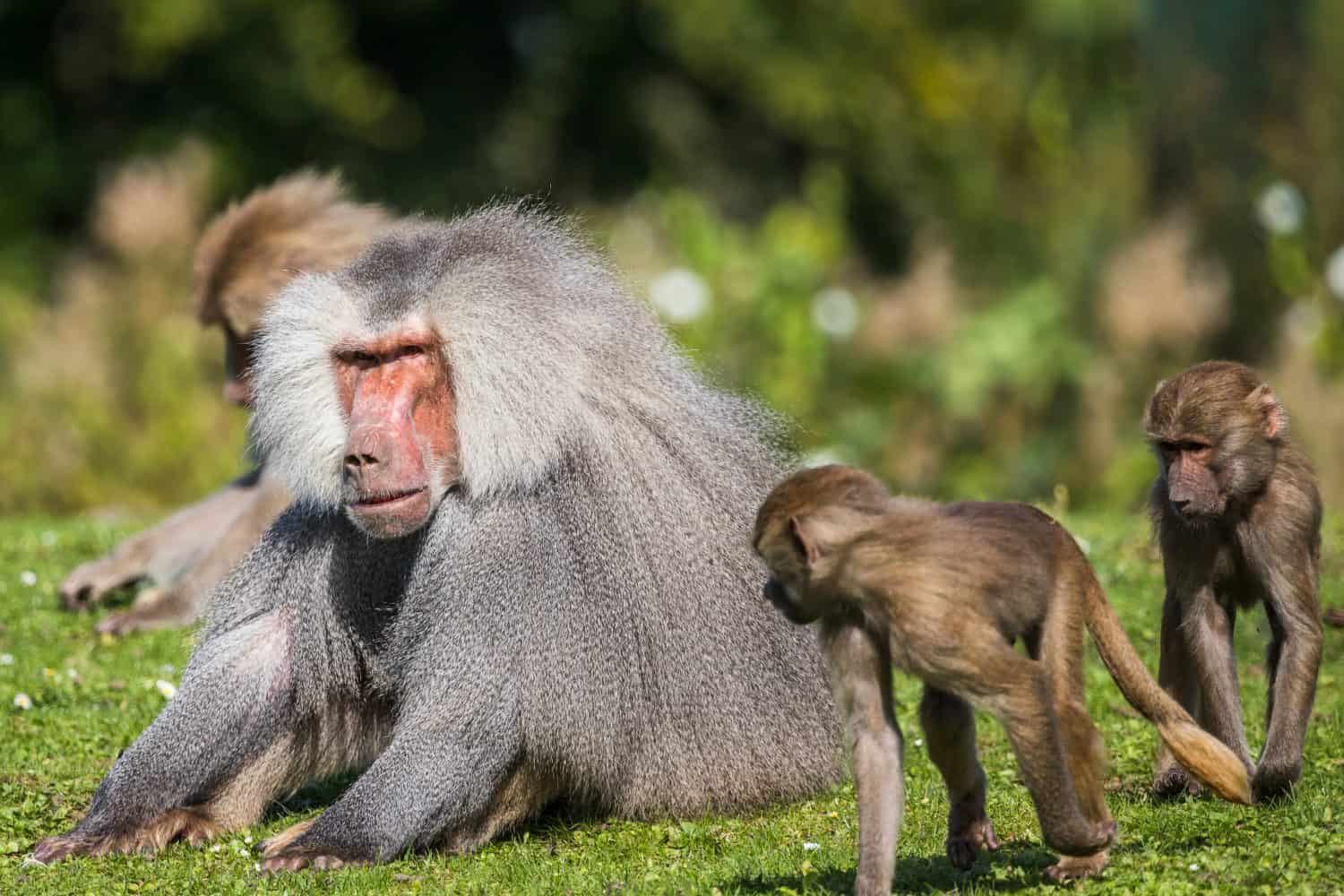 Hamadryas baboon infants playing around a long haired adult in Yorkshire, England.