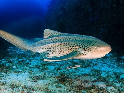 A Zebra Shark