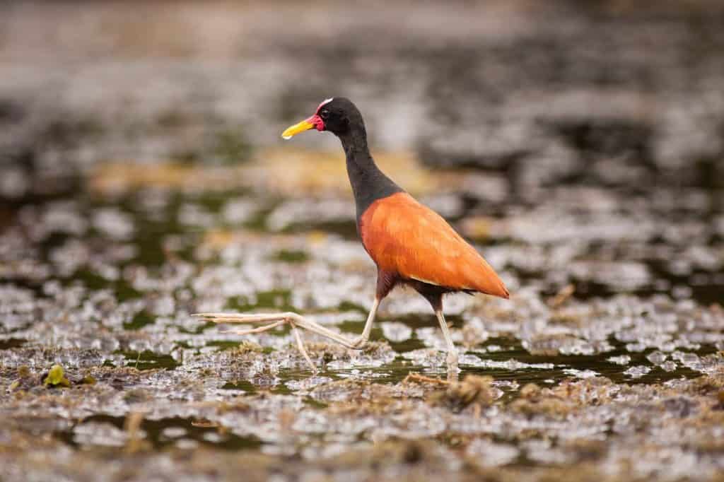 The wattled jacana (Jacana jacana) wading in the shallow water of lake at Pantanal, Brasil. Bird take his big foot out of water.