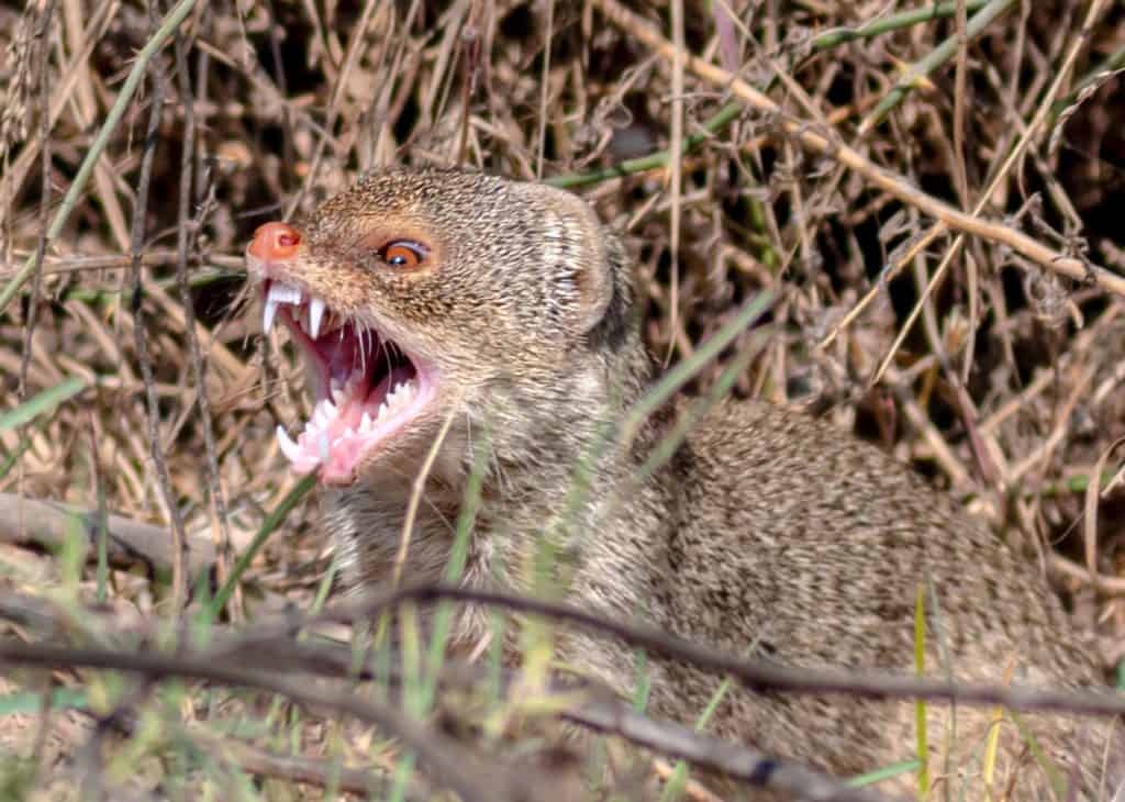 The Indian grey mongoose is a mongoose species native to the Indian subcontinent and West Asia