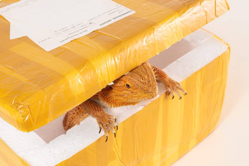 Australian Bearded Dragon (Agama) inside the post parcel (packaging) with commercial invoice. Concept of exotic animals illegal transportation (smuggling, contraband).