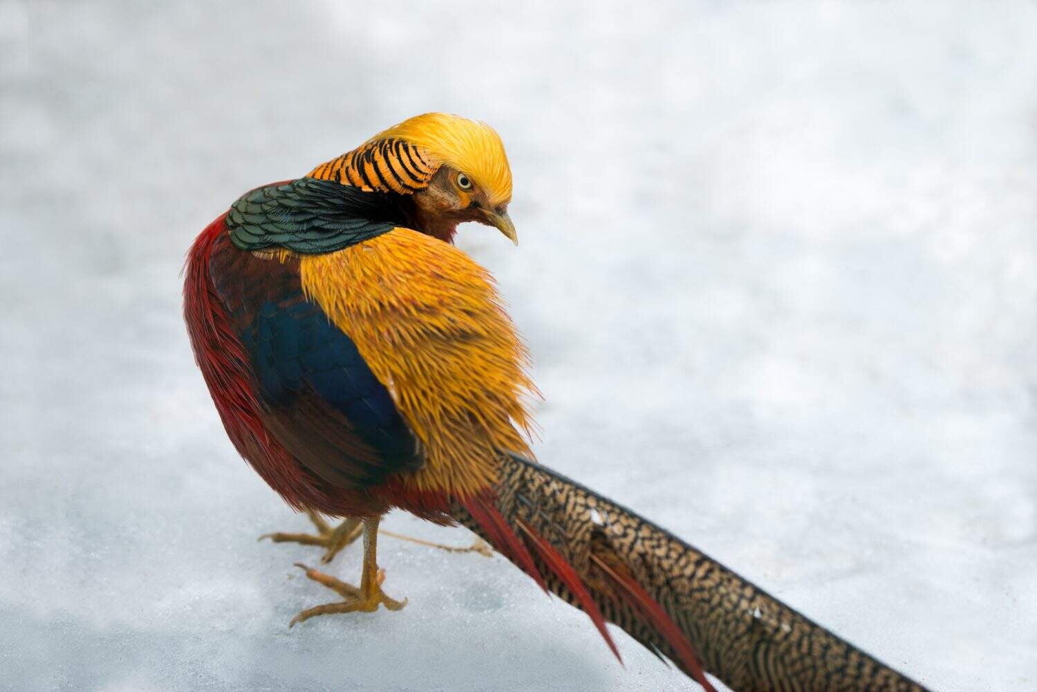 The golden pheasant - male