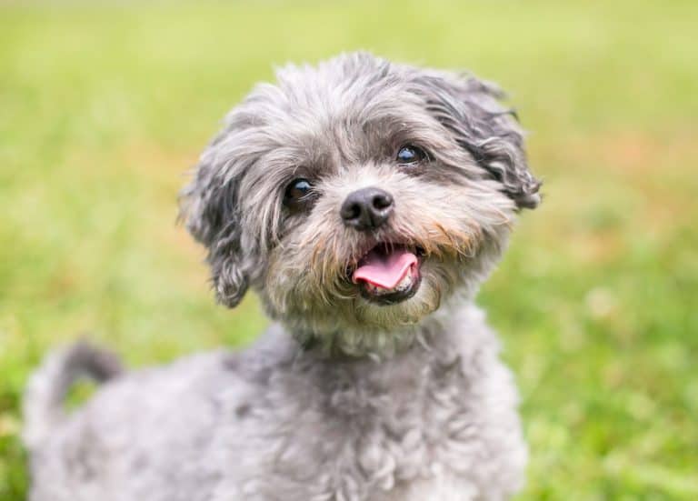 Shih Tzu Mix