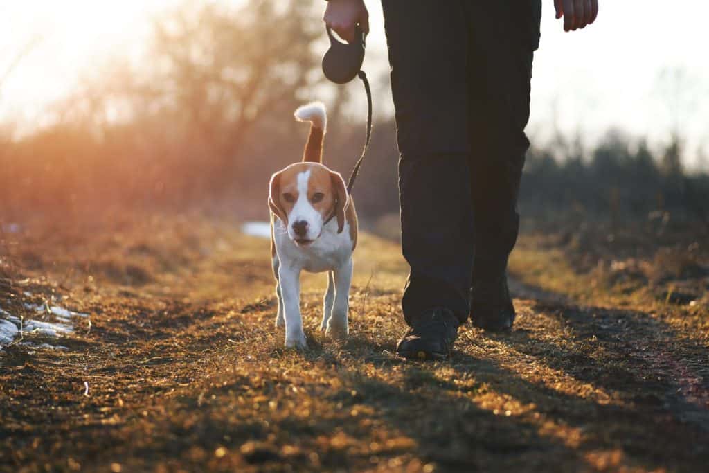 Dog training "heel" command. Cute beagle dog on retractable leash walking directly next to owner against scenic sunset background