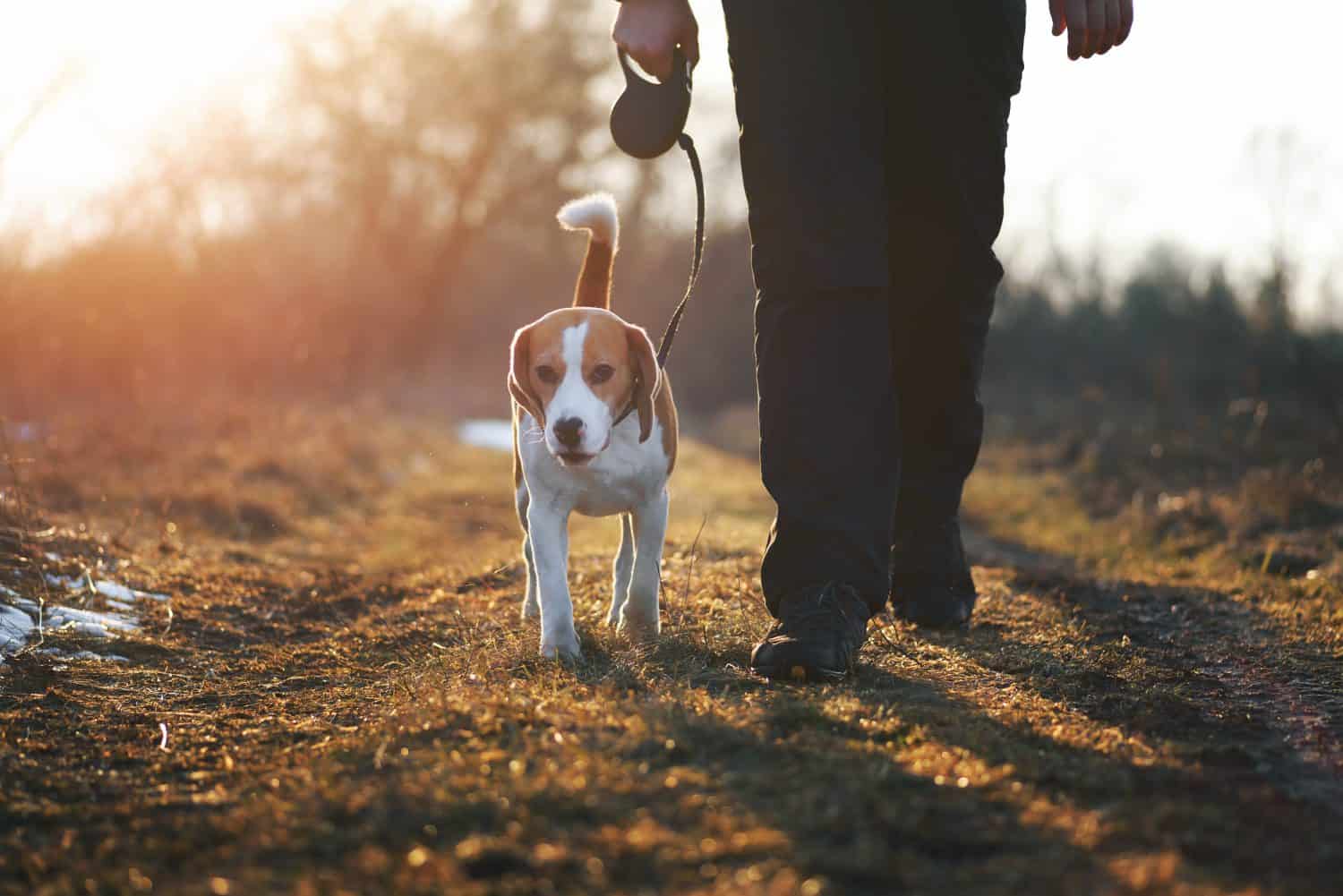 Dog training "heel" command. Cute beagle dog on retractable leash walking directly next to owner against scenic sunset background