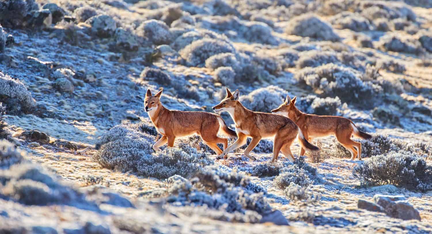 Close up, three highly endangered ethiopian wolves, canis simensis, runnning on frozen Sanetti plateau, Bale mountains national park, Ethiopia. African wildlife concept background