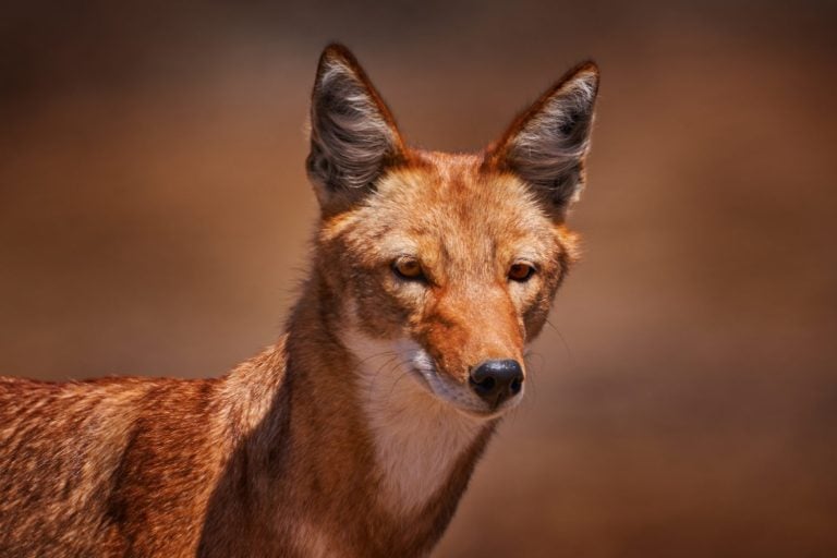 Ethiopian wolf, Canis simensis, in the nature. Bale Mountains NP, Ethiopia. Rare endemic animal portrait Africa. Wildlife nature from Ethiopia. Orange jackal fox, sunny day. Ethiopian wolf.