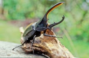 This page is for the Hercules beetle Dynastes hercules. Not to be confused with the Eastern Hercules beetle