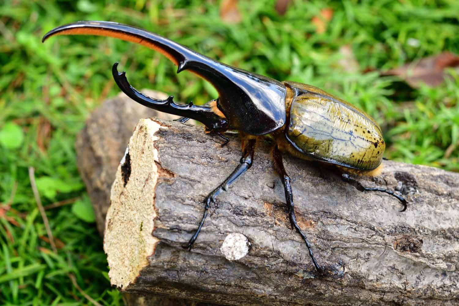Hercules beetle in South America