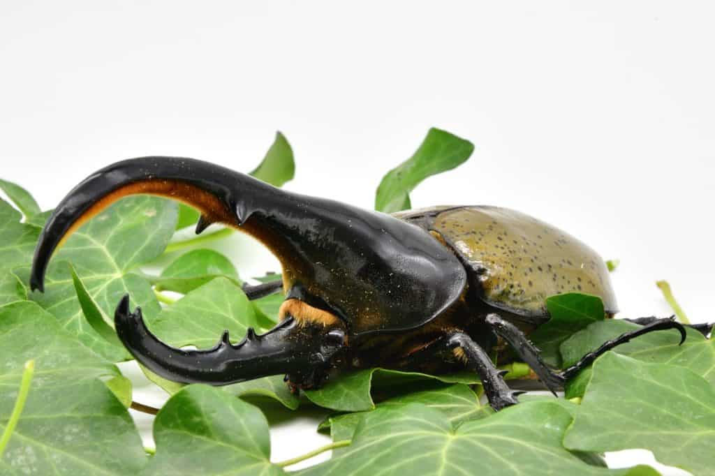 Hercules beetle in South America