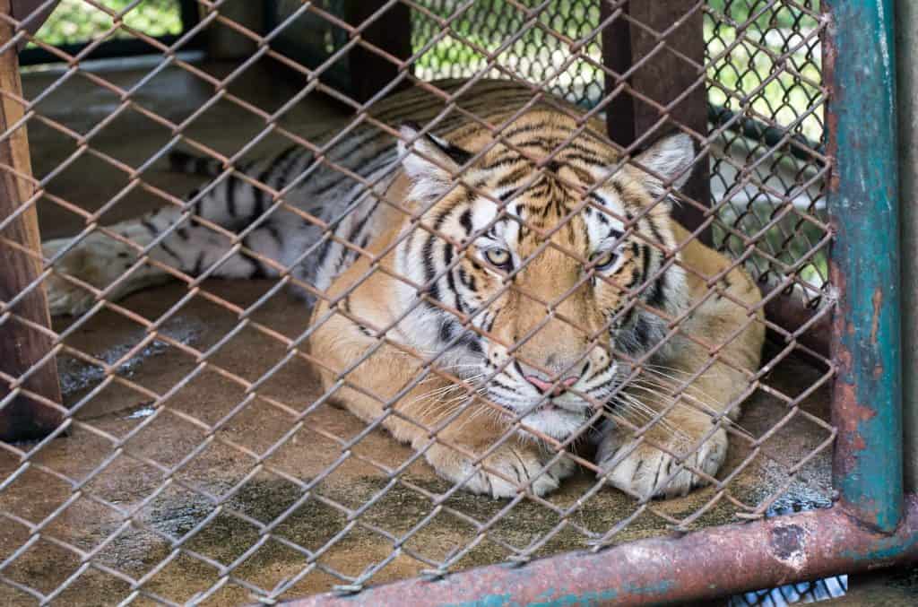Bengal tiger in cage