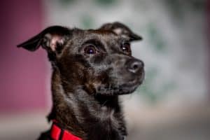A selective focus shot of a black patterdale terrier