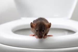 Rats Outswim Floods, But How Do They Break Into Your Toilet? photo