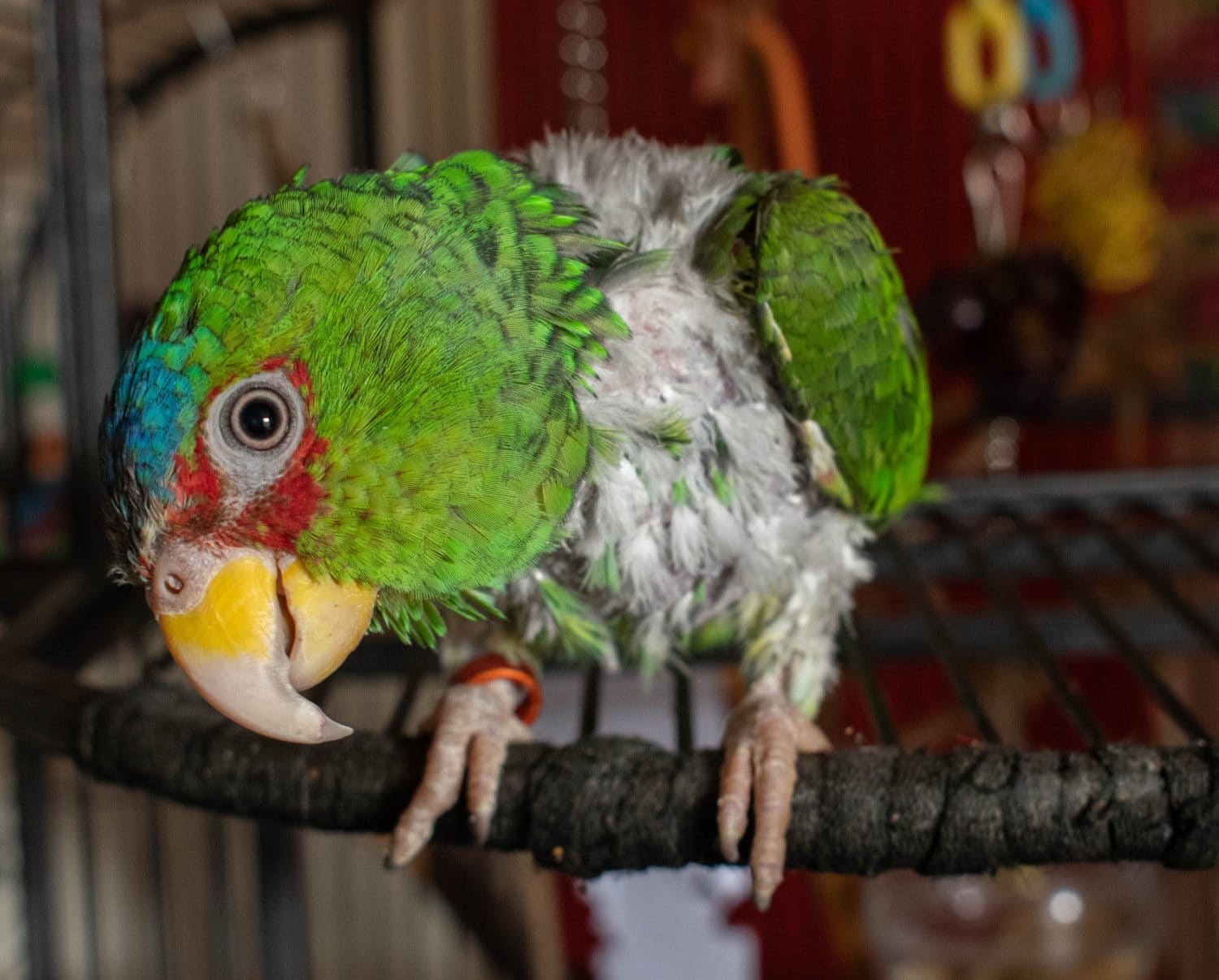 Amazonian white parrot looking curiously with head to the left looking with his right eye.  This parrot is known as a plucker, as he plucks his own feathers to extreme.