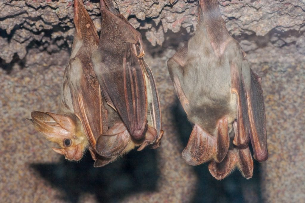 Australian Ghost Bats at roost