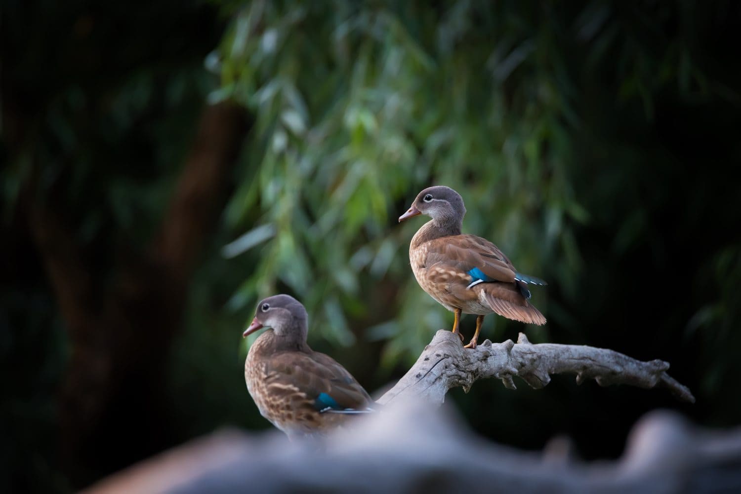 Closeup of beautiful Mandarin Ducks (Aix galericulata) sitting on dry tree branch on dark green nature background