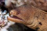 Goldentail moray