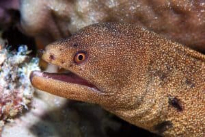 Goldentail moray eel (Gymnothorax miliaris) underwater in the coral reef of the caribbean