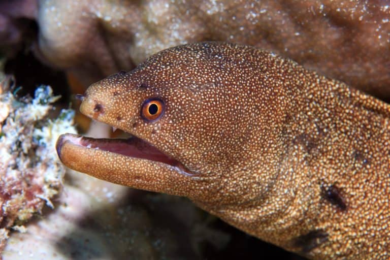 Banana Eel