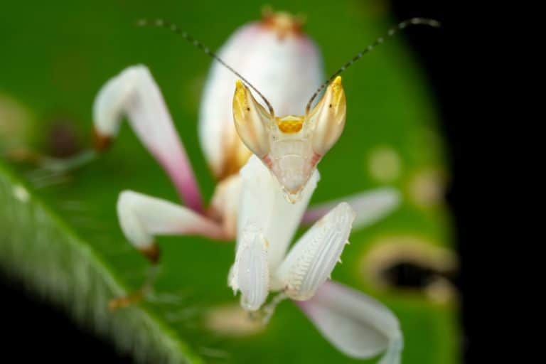 A close up shot an isolated beautiful white flower mantis on a green leaf.