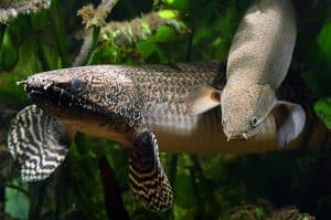 Polypterus ornatipinnis, (the ornate bichir) and P. senegalus (Senegal bichir), species of freshwater fish in the bichir family (Polypteridae) of order Polypteriformes.