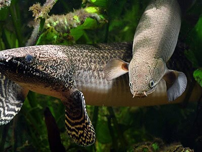 A Ornate Bichir